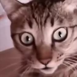 белом.webm