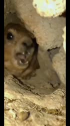 17392465182410.mp4