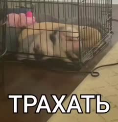 IMG20250416182514991.mp4