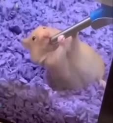 e.mp4