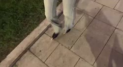 -8649489557051200870.mp4
