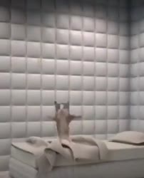 17135402908052.mp4