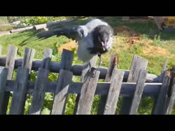 16013011992430.webm