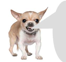 angry-chihuahua.png