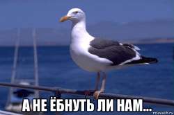 chayka-gop125766519orig.jpg