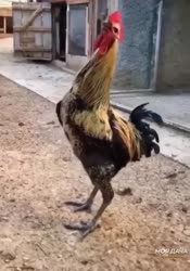 1747470645929.mp4