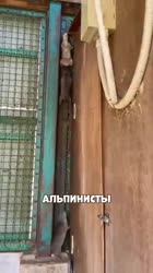 17473141722190[1].mp4