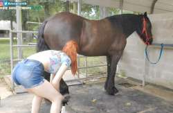 amoraunthhorse1.jpg
