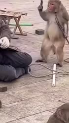17297128847520.mp4