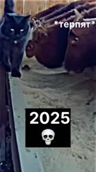 1747587116101.mp4