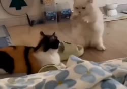 Без названия.mp4