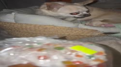 4eb89a9339b9582936fd8c20053719c1.mp4