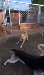 1747721006943.mp4