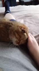1747729525336.mp4
