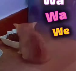 Без названия (18).mp4