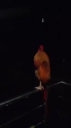 17468146348760.mp4