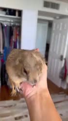 Big WAHOO and then off to Poppys snack chair 😂🥰 #prairiedog #animal #cute.mp4