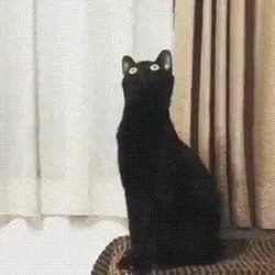 (кот) 360p.mp4