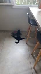 17474841446920.mp4
