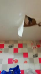 15890049590810.mp4