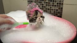 15890051618153.webm