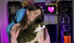 cat1.jpg