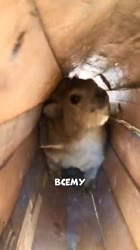 Капский даман – самый необычный родственник слона #животные #факты #интересно.mp4
