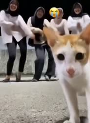 alertorig (1).webm