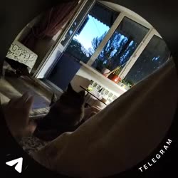 1748626533785.mp4