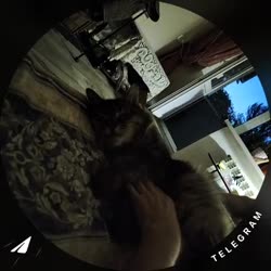 1748627431237.mp4