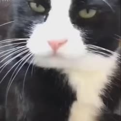 1672736530344.webm