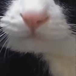 17479041143380.webm