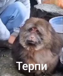 17438673720720.mp4