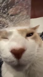 .mp4