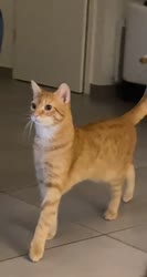 17444770946410.mp4