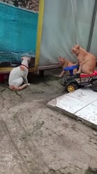 1669301493807.mp4