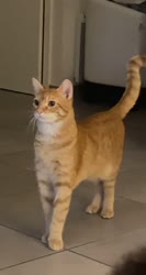 17444770946410.mp4