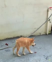 m2-res576p.mp4
