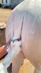 1748278695826.mp4
