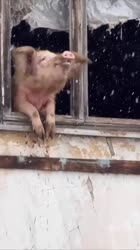 1632747279661.webm
