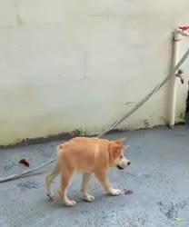 ssstwitter.com1748259415584.mp4