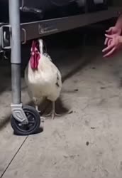 петух ал.webm