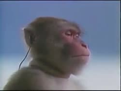GubinSony.mp4