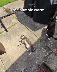 17477489780730.mp4