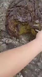 alertorig.webm