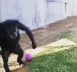 monkey hits the ball.mp4