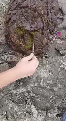 alertorig.webm