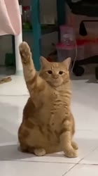 1618089114645.mp4