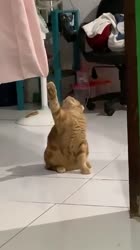 17485189163030.mp4