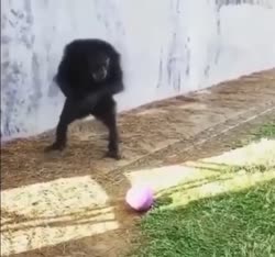 17484804068060.mp4